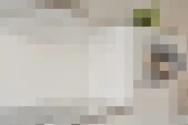Hofakker 9 Moergestel thumbnail 15