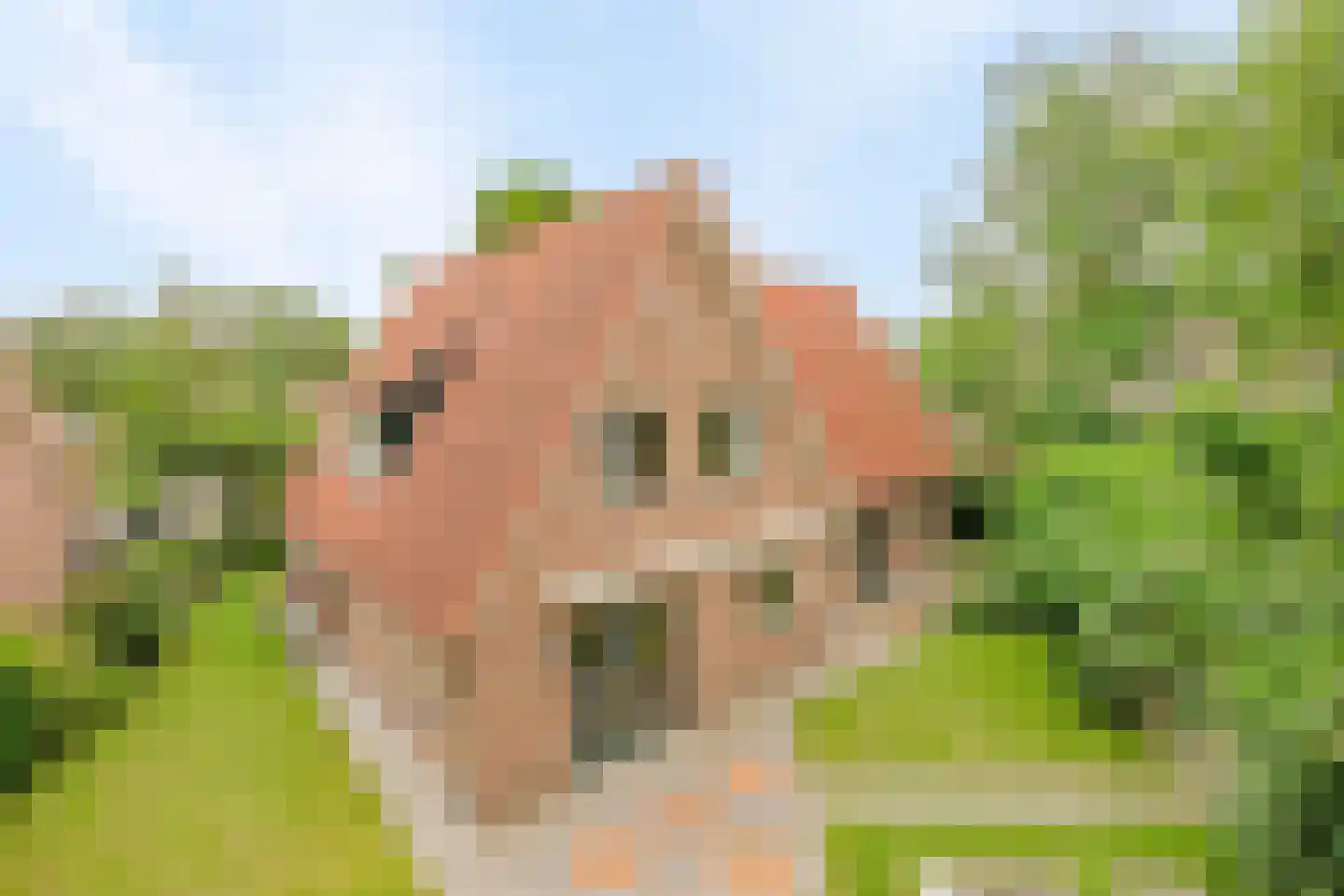 Hofkamp 184 Losser thumbnail 46
