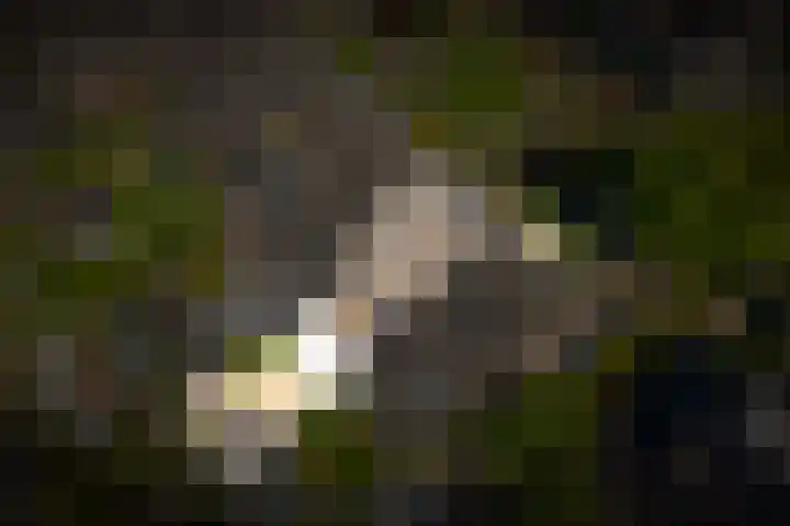 Hofstad 23 Tiel thumbnail 38