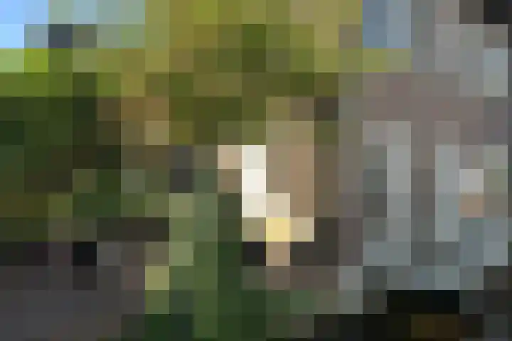 Hogendijk 192 Zaandam thumbnail 33
