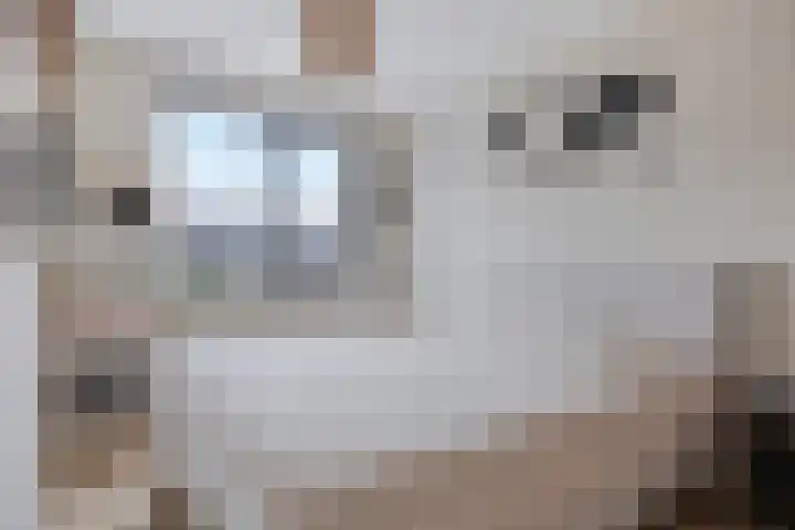 Hogepad 40 d Heerde thumbnail 13