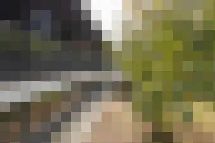 Hogestraat 3 Bosschenhoofd thumbnail 55