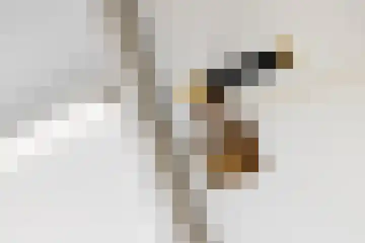 Hogestraat 54 Dieren thumbnail 30