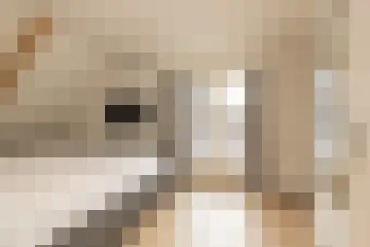 Hogeweg 5 Noordwijk thumbnail 24