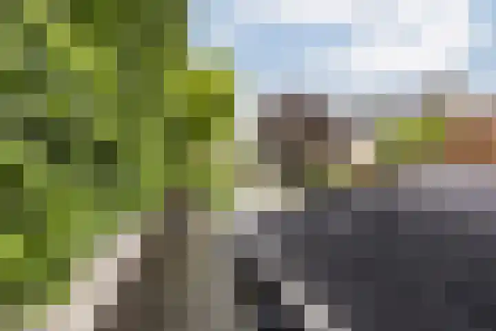 Hollander 10 Wormer thumbnail 5