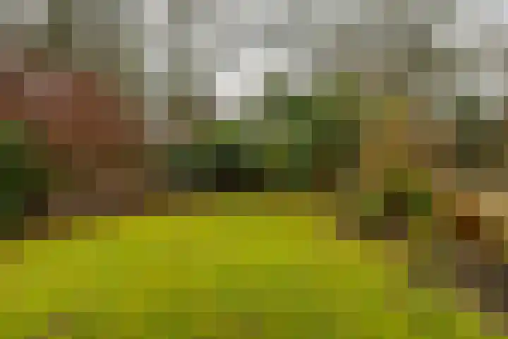 Holle Drift 77 Schipborg thumbnail 39