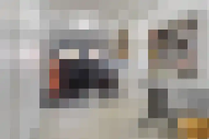 Hollesteeg 6 Boxmeer thumbnail 32