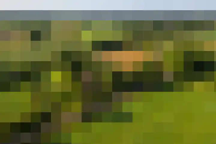 Hommelstraat 3 Empe thumbnail 70