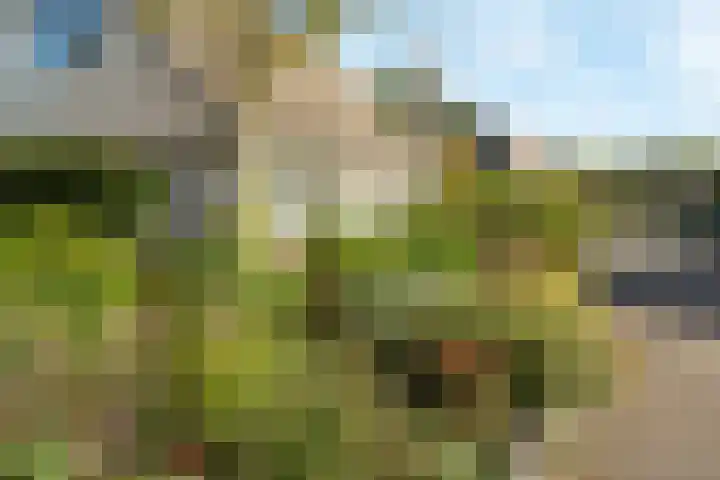 Hondsdraf 12 Delden thumbnail 11