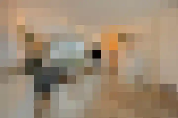 Hondsdraf 15 Terheijden thumbnail 8