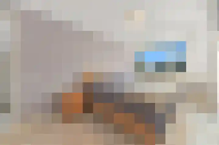 Hondsdraf 21 Maasland thumbnail 26