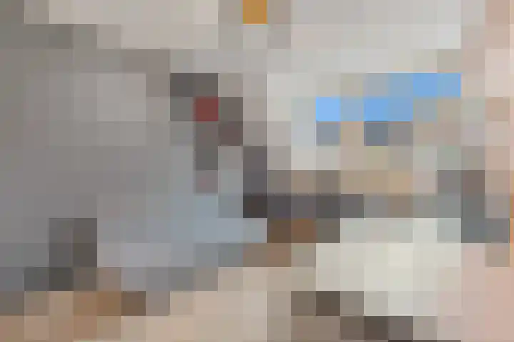 Hondsdraf 21 Maasland thumbnail 30