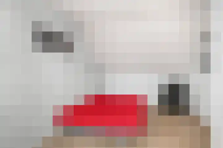 Hondsdraf 6 Deventer thumbnail 27