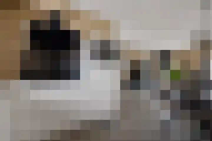 Hondsrooswal 13 Emmen thumbnail 7
