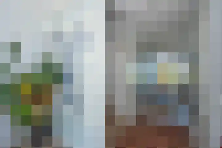 Honingbes 2 Borne thumbnail 12