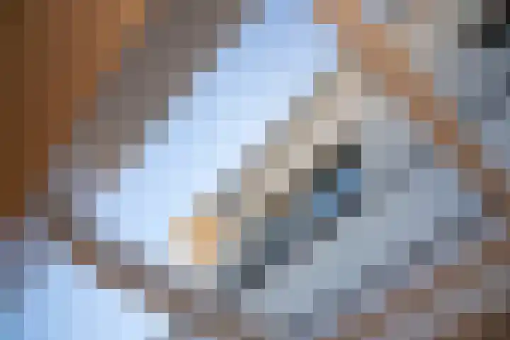 Honingbes 2 Borne thumbnail 30