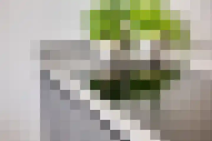 Honingbes 42 Borne thumbnail 17