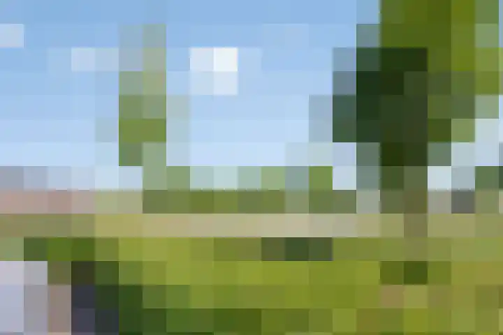 Honingbes 42 Borne thumbnail 8