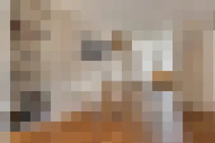 Honingeter 4 Dirksland thumbnail 14
