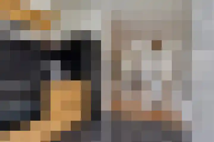 Honingeter 4 Dirksland thumbnail 17