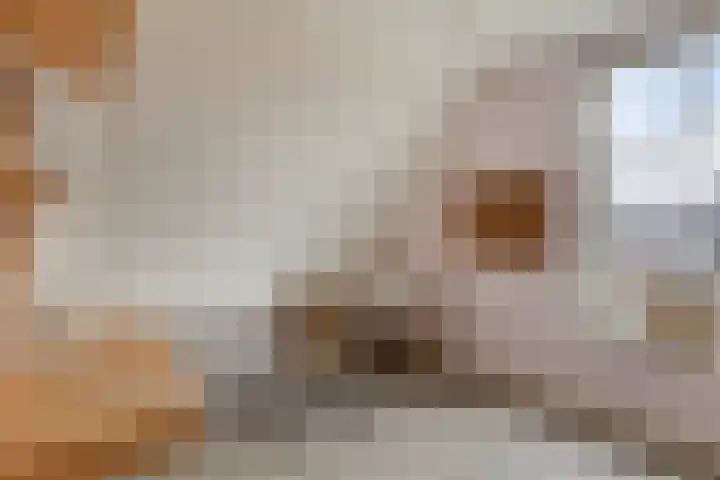 Honingeter 4 Dirksland thumbnail 37