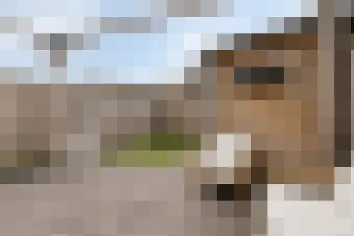 Honingeter 4 Dirksland thumbnail 39