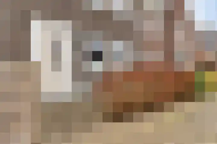 Honingeter 4 Dirksland thumbnail 43