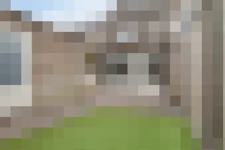 Honingeter 4 Dirksland thumbnail 5