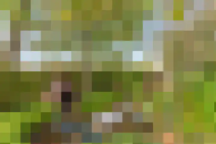 Honkerbosweg 4 De Heurne thumbnail 34