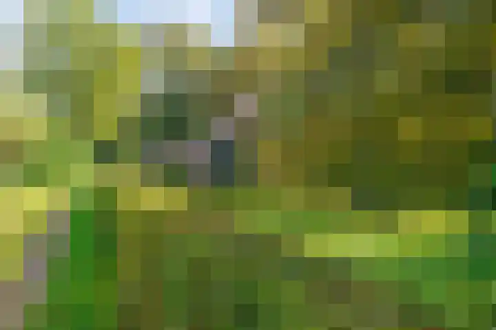 Honkerbosweg 4 De Heurne thumbnail 44