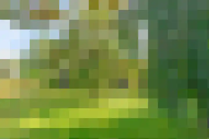 Honkerbosweg 4 De Heurne thumbnail 45