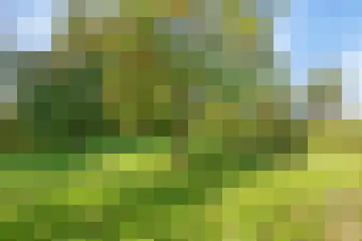 Honkerbosweg 4 De Heurne thumbnail 46