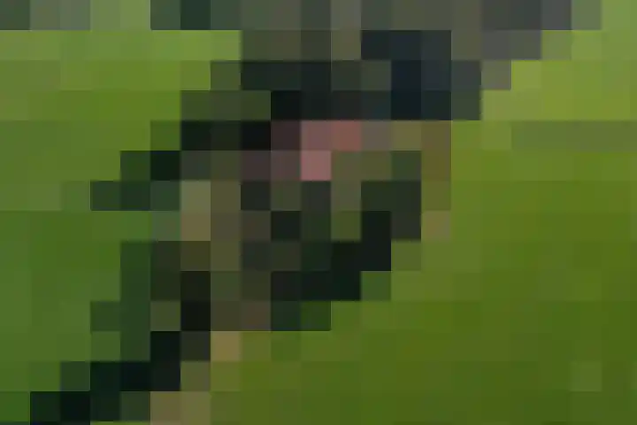 Honkerbosweg 4 De Heurne thumbnail 48