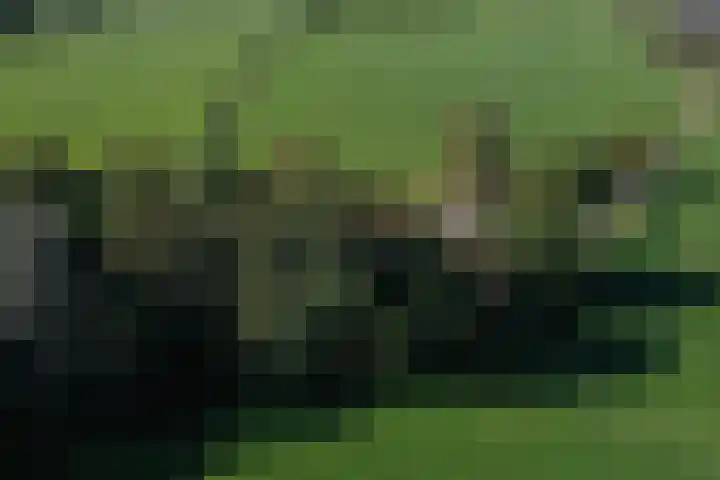 Honkerbosweg 4 De Heurne thumbnail 6