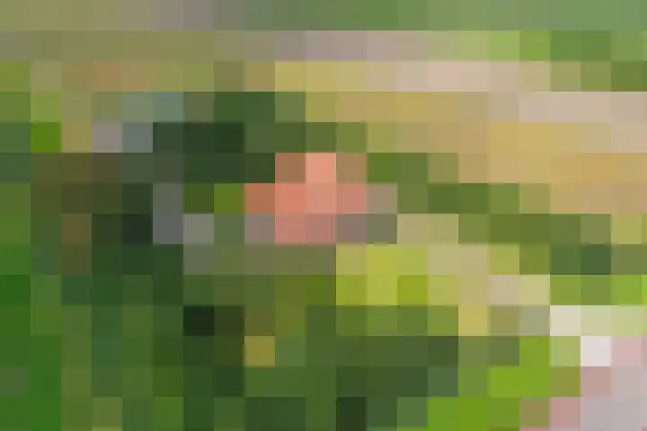 Hoofdweg 65 De Cocksdorp thumbnail 101