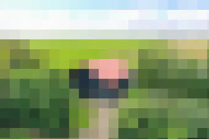 Hoofdweg 65 De Cocksdorp thumbnail 70