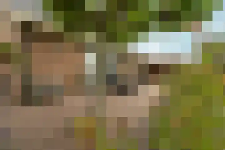 Hoogeweg 34 Pannerden thumbnail 49