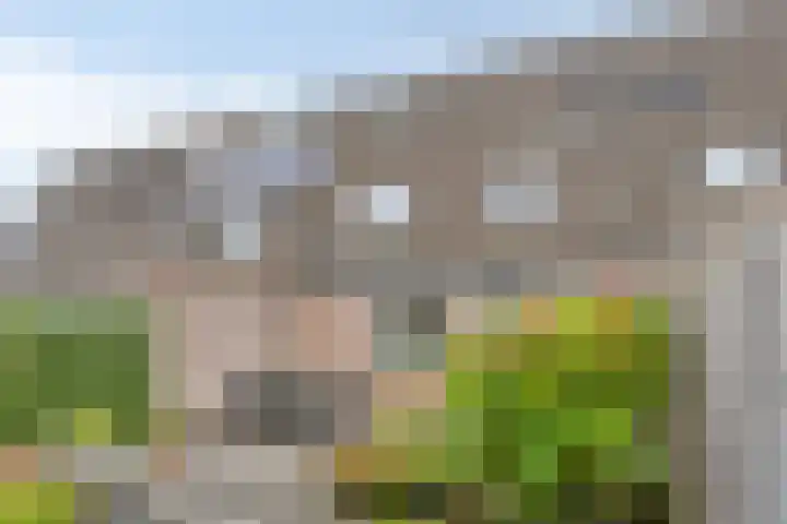 Hoogmeer 1925 Wijchen thumbnail 25
