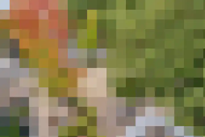 Hoogschoor 15 Goirle thumbnail 29