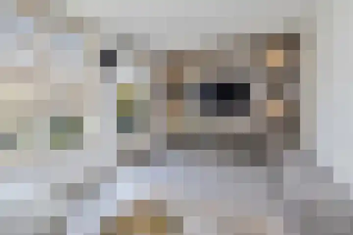 Hoogstraat 187 Eindhoven thumbnail 11