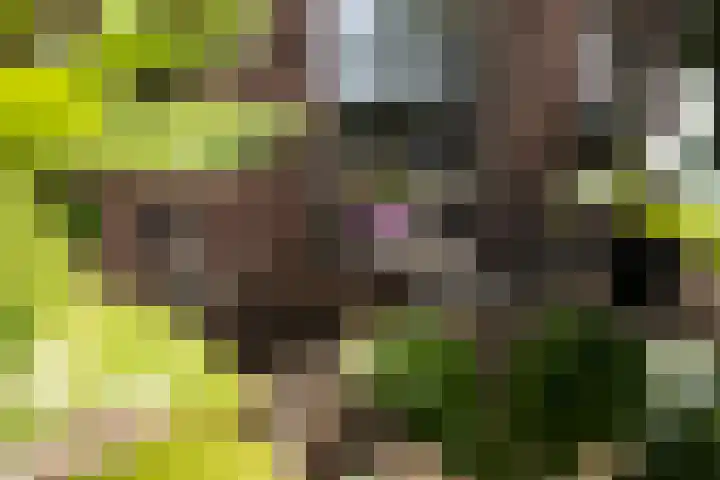 Hoogstraat 41 Echt thumbnail 68