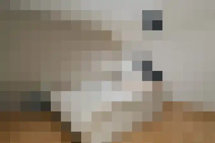 Hoogstraat 55 Ell thumbnail 40