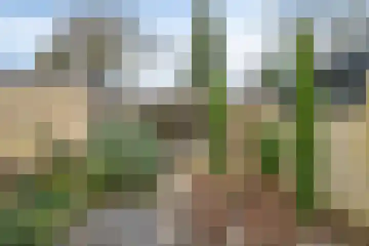 Hoogveld 4 Venray thumbnail 34