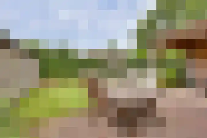Hooiweide 6 Harfsen thumbnail 21