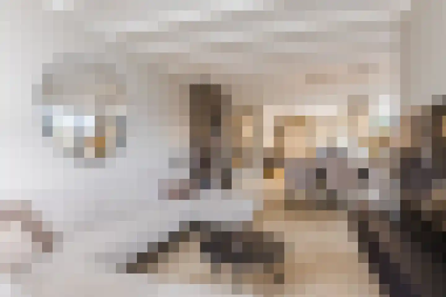 Hoolstraat 81 Teteringen thumbnail 8