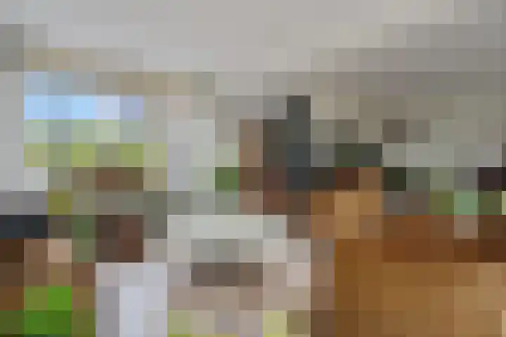 Hooybrink 2 Vledder thumbnail 9