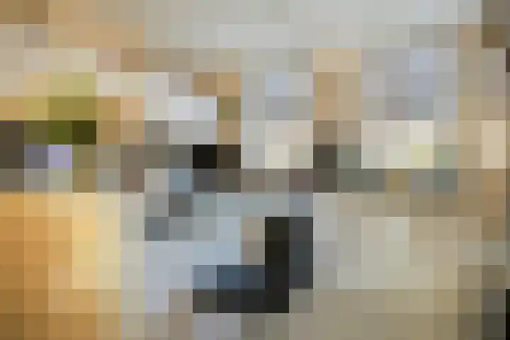 Hopmande 7 Domburg thumbnail 5