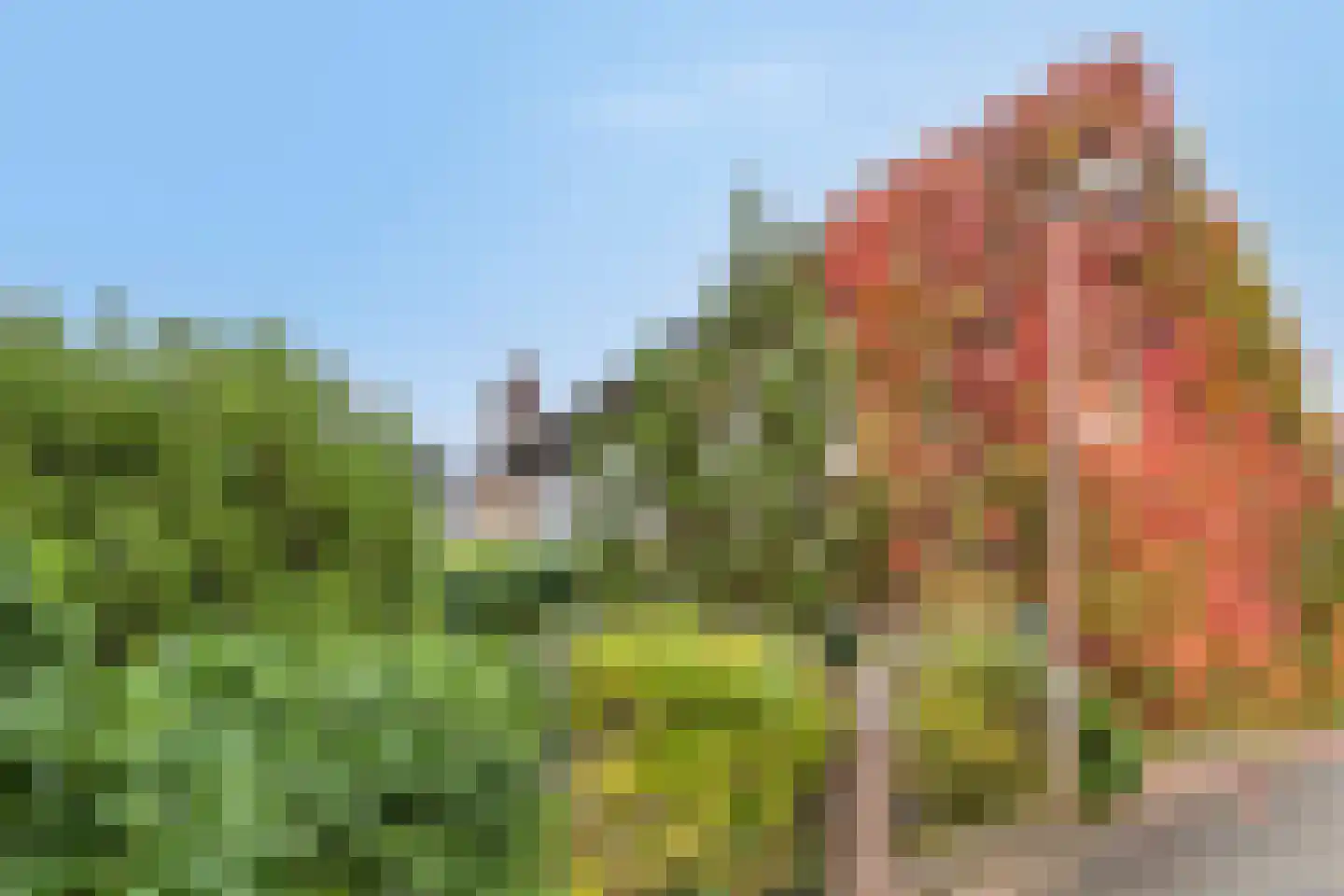 Hopschet 16 Vijlen