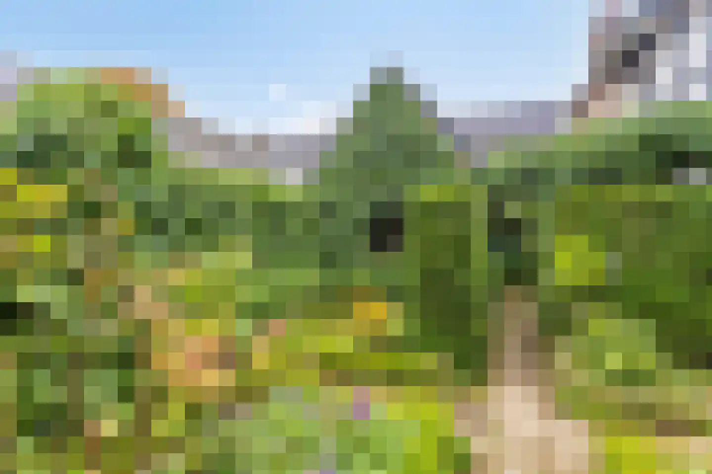 Hopschet 16 Vijlen thumbnail 26