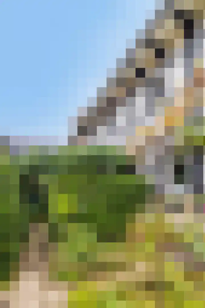 Hopschet 16 Vijlen thumbnail 27